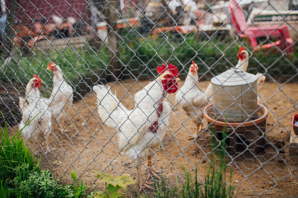 Valley_view_farm_wedding_0056 Massachusetts wedding photographer